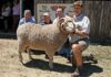 Hoogstede Merino Stud Production Sale