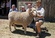 Hoogstede Merino Stud Production Sale