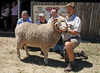 Hoogstede Merino Stud Production Sale