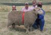 Droogfontein Merino Stud Production sale