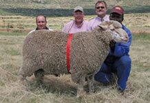 Droogfontein Merino Stud Production sale