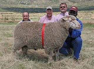 Droogfontein Merino Stud Production sale