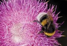 Bumblebees: should SA put them to work? bumblebees