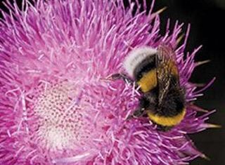Bumblebees: should SA put them to work? bumblebees