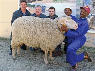 Middelburg Merino Week Production Sale Middelburg Merino Week Production Sale