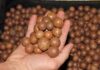 Macadamia nuts – a growing market Macadamia Nuts are a growing market