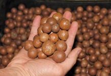 Macadamia nuts – a growing market Macadamia Nuts are a growing market