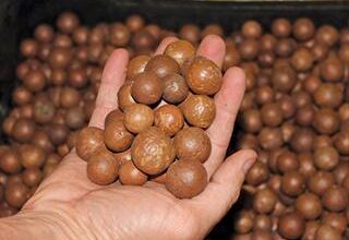 Macadamia Nuts are a growing market