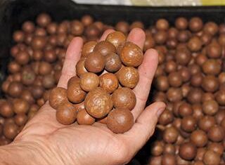 Macadamia nuts – a growing market Macadamia Nuts are a growing market