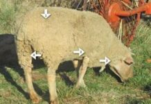 Injecting sheep and goats – Part 4 Injecting sheep