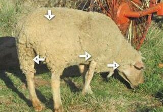 Injecting sheep