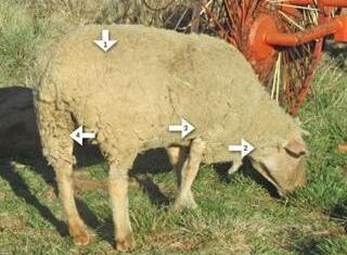 Injecting sheep and goats – Part 4 Injecting sheep