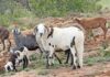Indigenous sheep and goat breeds list Indigenous sheep and goat breeds