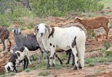 Indigenous sheep and goat breeds list Indigenous sheep and goat breeds