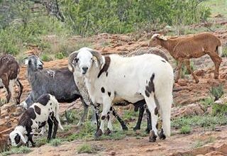 Indigenous sheep and goat breeds list Indigenous sheep and goat breeds
