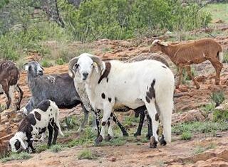 Indigenous sheep and goat breeds list Indigenous sheep and goat breeds