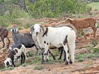 Indigenous sheep and goat breeds list Indigenous sheep and goat breeds list