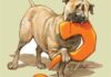 How ‘predator-friendly’ are Anatolian guard dogs?