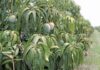 Building a family farming legacy