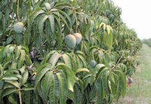 Building a family farming legacy