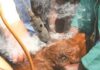 Dehorning beef cattle – how you can benefit dehorning