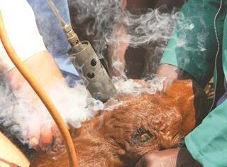 Dehorning beef cattle – how you can benefit dehorning