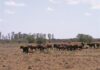 Livestock can survive a drought, learn how Livestock can survive a drought