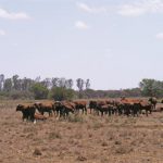 Livestock can survive a drought