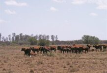 Livestock can survive a drought, learn how Livestock can survive a drought