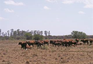 Livestock can survive a drought