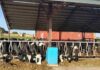 Ugandan dairy industry benefits from US experts