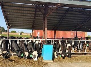 Ugandan dairy industry benefits from US experts