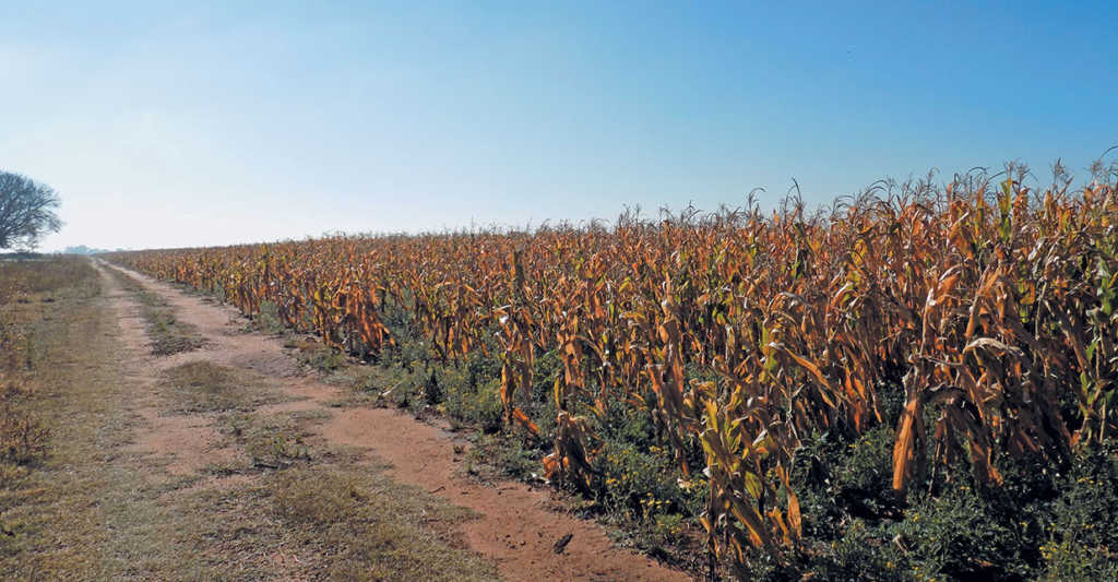 grain-farming-land