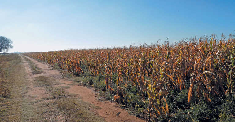 Free State Young Farmer positive about farming in SA Free State Young Farmer positive about farming in SA
