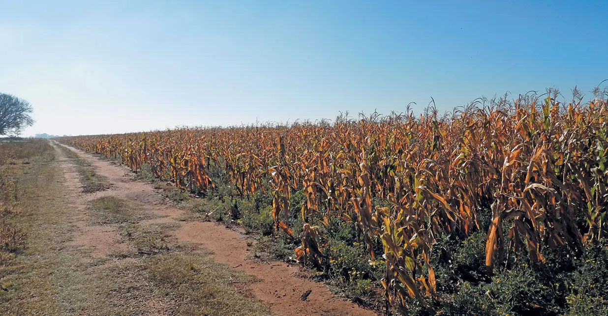 grain-farming-land