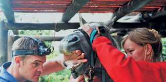 horse-needs-to-see-a-dentist