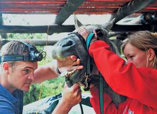 horse-needs-to-see-a-dentist