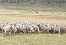 Demand for fine wool looks good