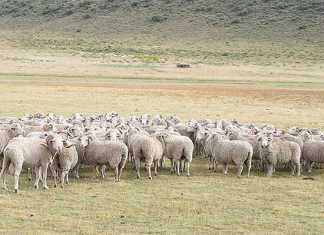 Demand for fine wool looks good