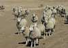 Profitable small-scale sheep farming Profitable small-scale sheep farming