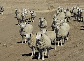 Profitable small-scale sheep farming