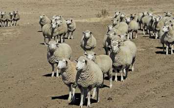 Profitable small-scale sheep farming