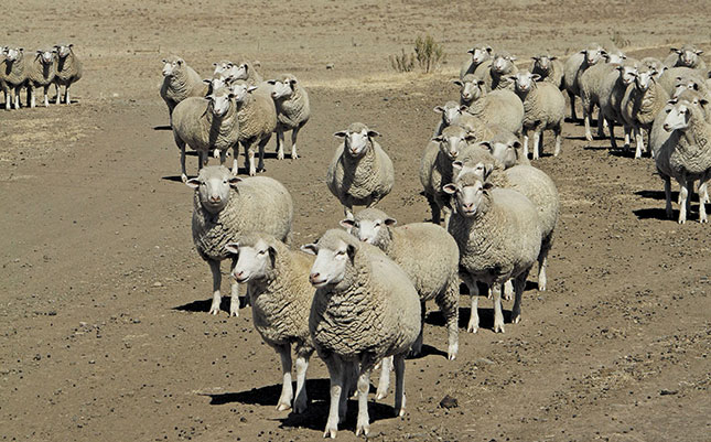 Profitable small-scale sheep farming Profitable small-scale sheep farming