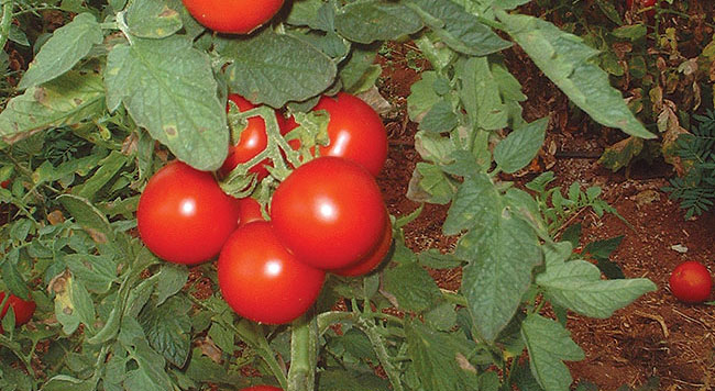 Growing tomatoes Growing tomatoes