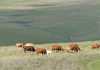 beef cattle