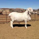 Van Rooy sheep