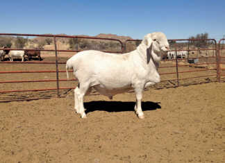 Van Rooy sheep