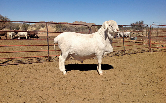 Know your sheep breeds: Van Rooy Know your sheep breeds: Van Rooy