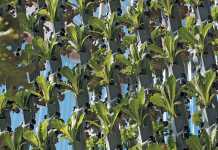 vertical-farming