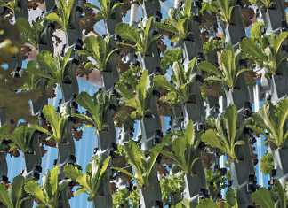 vertical-farming